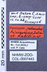 Etiketten zu Melanotus hissaricus (NHMW-ZOO-COL-0007443)